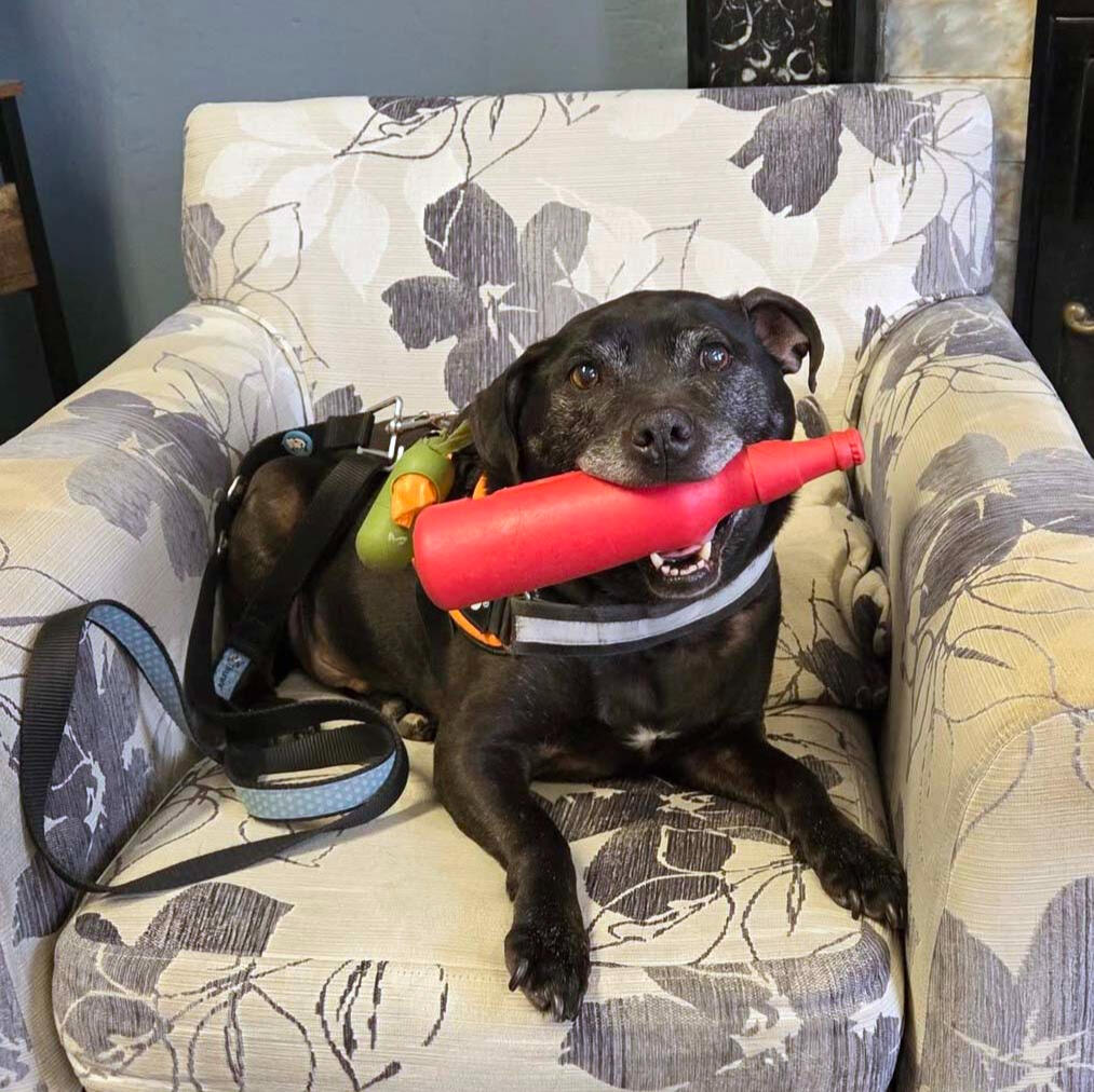 Sparky Niziblian An old black crossbreed dog sitting in a chair smiling with his toy red bottle